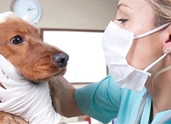 animal care